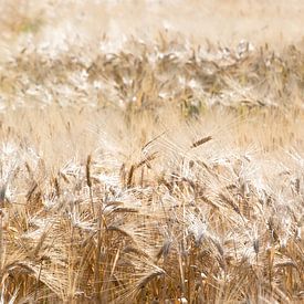 Grain field in The Netherlands von Wouter Bos