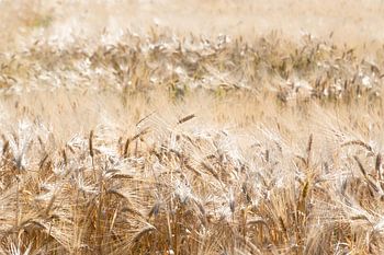 Graanveld in de Maashorst, Noord-Brabant