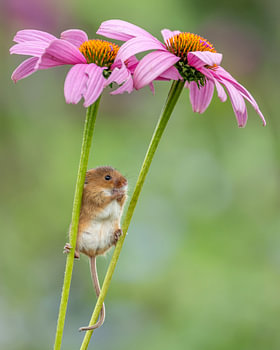 Harvest Mouse Among Pink Coneflowers