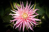 Macro
