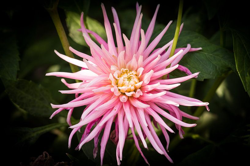 Macro by HDR | ARTist