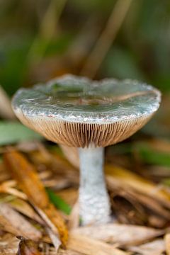 Mushroom #004