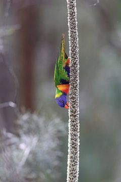 Regenboogparkiet, Queensland, Australië van Frank Fichtmüller