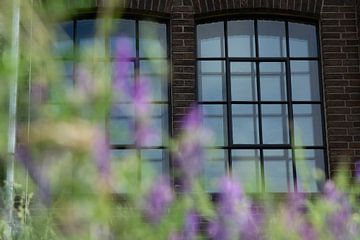 window by Henriette Tischler van Sleen