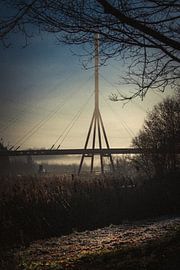 The Red Carpet by Rene scheuneman