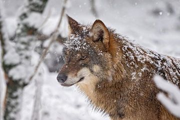 european gray wolf in the snow