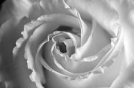 Rosenblüte von Thomas Jäger Miniaturansicht