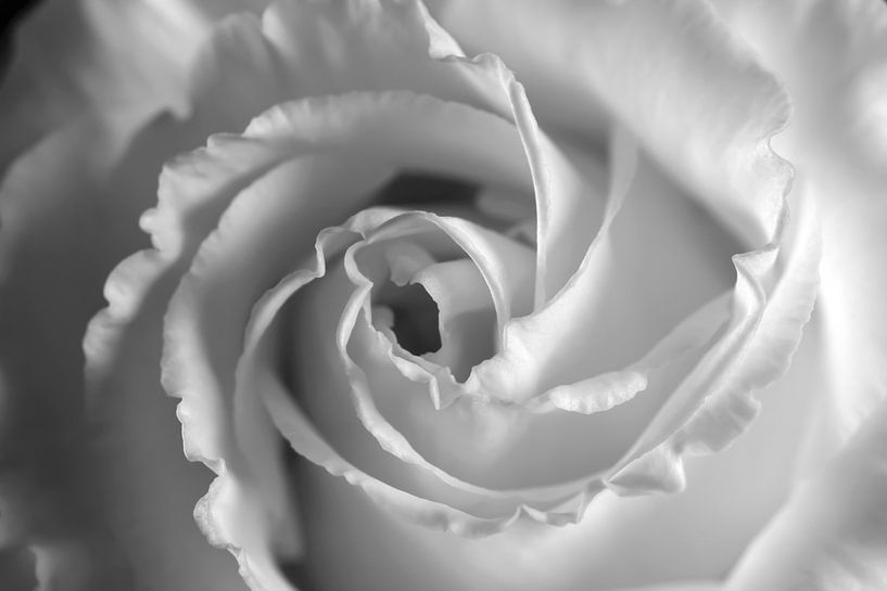 Rosenblüte von Thomas Jäger