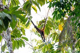 Geoffroy-Klammeraffe - Juste pour se détendre - Le roi de la cime des arbres
