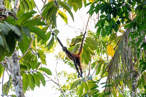 Geoffroy-klammeraap – Gewoon lekker chillen – De koning van de boomtoppen