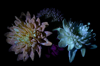 Création à partir de fleurs et avec des fleurs.