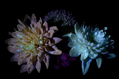 Creatie van en met bloemen.