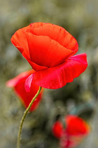 Mohn von Rob Boon