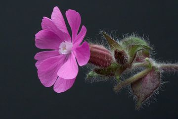 Day cuckoo flower by Gea van der Veen-Smedeman