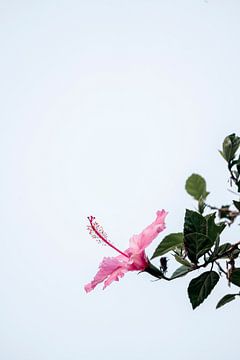 Solitaire Schoonheid - Hibiscus in Hemellicht van Femke Ketelaar