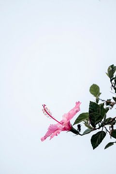 Solitaire Schoonheid Hibiscus in Hemellicht van Femke Ketelaar