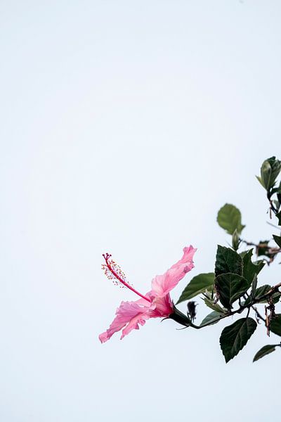 Beauté solitaire - Hibiscus dans une lumière céleste par Femke Ketelaar