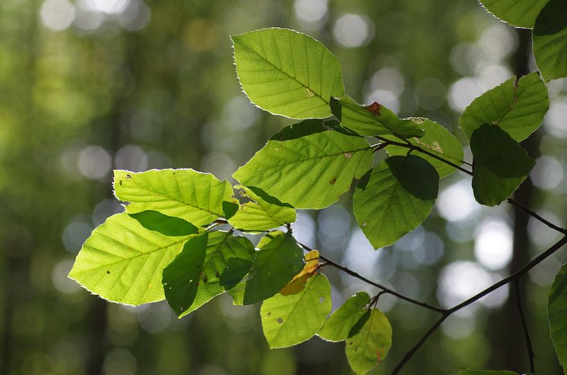 Beech leaves in the backlight by cuhle-fotos