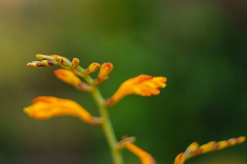 Close-up afbeelding van bloem in de kleur oranje. Groen tinten in achtergrond van Johan Slagers