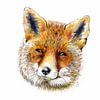 Fox by Bianca Snip