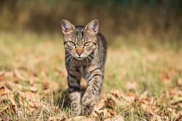 tabby kat in natuurlijke omgeving van VIDEOMUNDUM