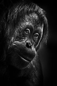 orang-oetan, gezicht met rood haar close-up. Donkere, zwarte achtergrond van Michael Semenov