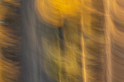 Stormy (forest impression)