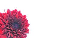 Chrysantheme mit weißem Hintergrund von Carola Schellekens Miniaturansicht