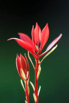 Rood plantje tegen een donkergroene achtergrond van Dennis van de Water