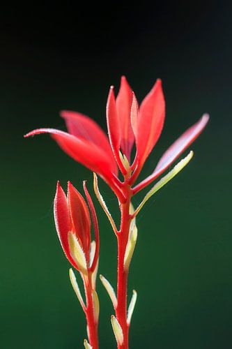 Rood plantje tegen een donkergroene achtergrond sur Dennis van de Water