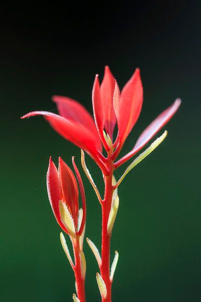 Rood plantje tegen een donkergroene achtergrond van Dennis van de Water