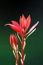 Rood plantje tegen een donkergroene achtergrond van Dennis van de Water thumbnail