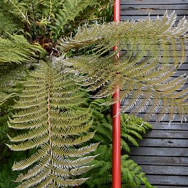 Magnificent fern in the Canary Islands by Nadine Rall