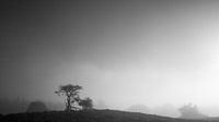 Eenzame boom op een heuvel op de Veluwe van Theo Klos thumbnail