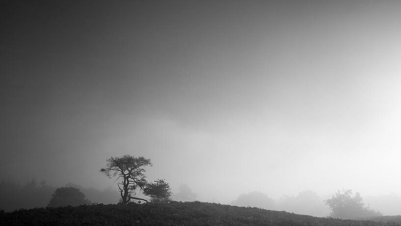 Eenzame boom op een heuvel op de Veluwe par Theo Klos