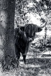 Schotse hooglander in B&W van Laura Reedijk