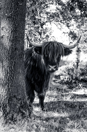 Schottischer Highlander in B&W