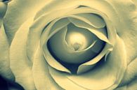 Witte roos van Naomi Kroon thumbnail