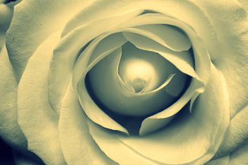 Witte roos van Naomi Kroon
