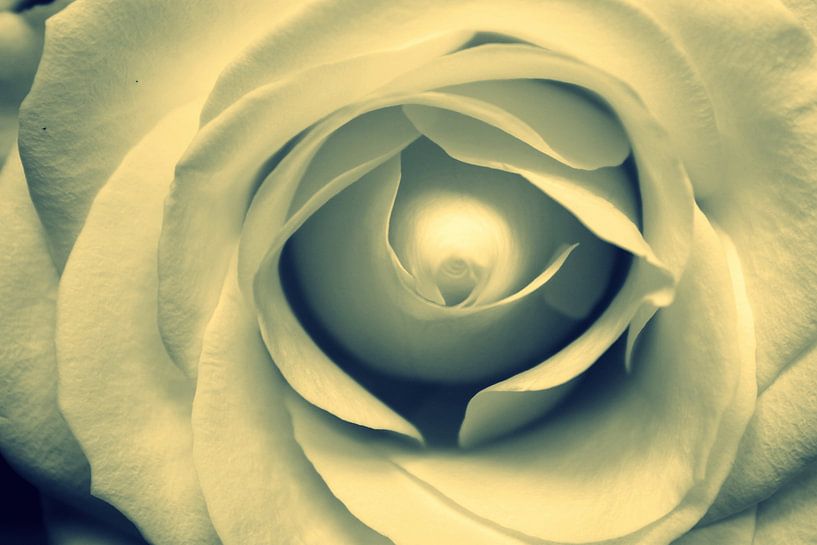 Witte roos par Naomi Kroon