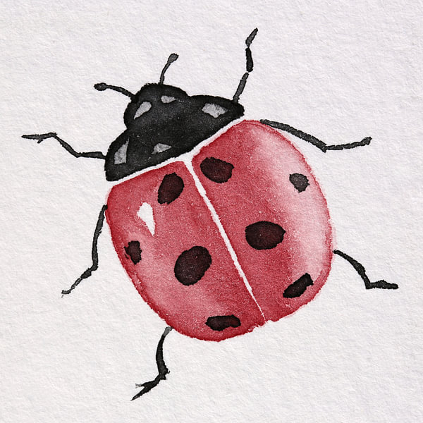 Rood lieveheersbeestje met zwarte stippen (vierkant aquarel schilderij ...