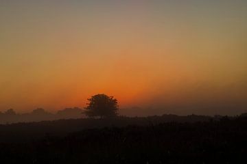 De Drentse heide tijdens zonsopkomst