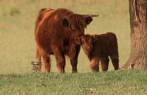 Les Highlanders écossais