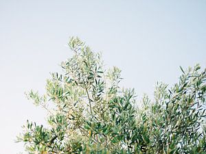 Olivenbaum II von Raisa Zwart