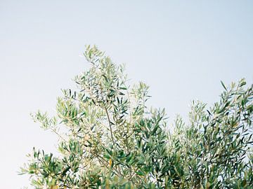 Olive tree II by Raisa Zwart