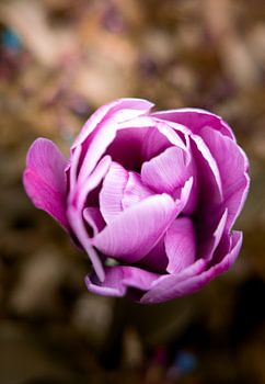Lila Tulpe Fine Art Print | Botanische Fotografie | Blumen Wandkunst | Frühlingsdekoration