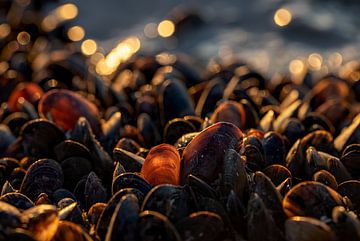 Muscheln im Abendlicht an der Küste von Sia Windig