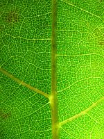 Groen macro boomblad