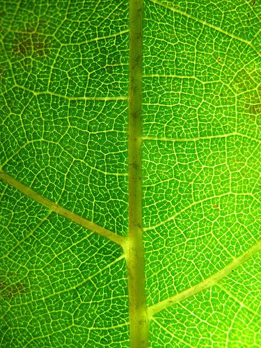 Grünes Makro-Baumblatt