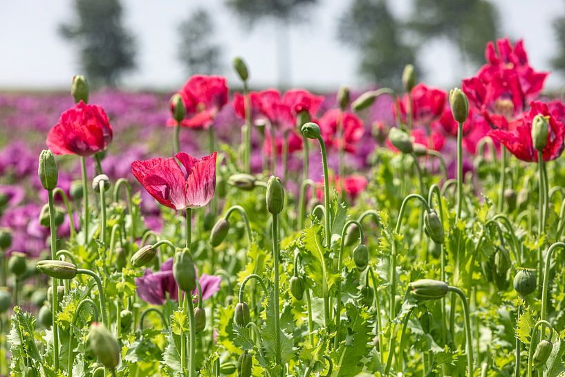 Rode papaverbloemen of slaapbol van Arie Storm